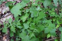 Lactuca muralis