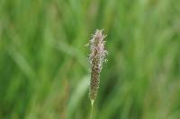 Alopecurus pratensis subsp. pratensis