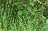 Carex