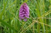 Anacamptis pyramidalis