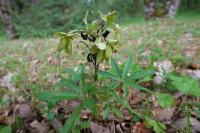 Helleborus foetidus