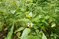 Lamium album