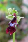 Ophrys insectifera