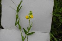 Lathyrus pratensis