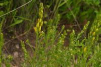 Genista tinctoria