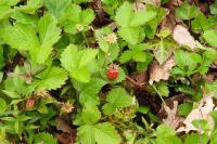 Fragaria vesca