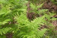 Pteridium aquilinum