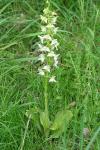 Platanthera chlorantha