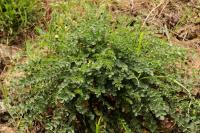 Poterium sanguisorba