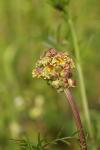 Poterium sanguisorba