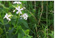 Saponaria officinalis
