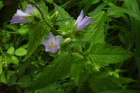 Campanula trachelium