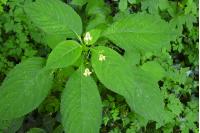 Impatiens parviflora