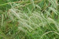 Phleum nodosum