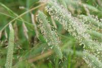 Phleum nodosum