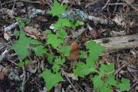 Lactuca muralis