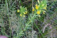 Bellardia viscosa