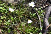 Baldellia repens