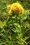 Lysimachia vulgaris