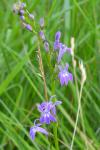 Lobelia urens