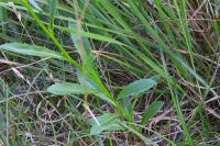 Lobelia urens
