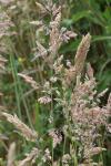Holcus lanatus
