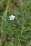 Linum tenuifolium