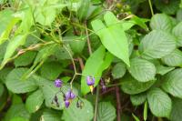 Solanum dulcamara