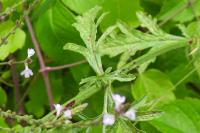 Verbena officinalis