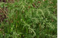Chenopodium album