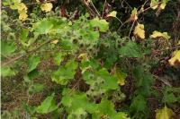 Arctium minus