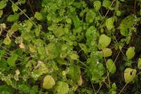 Melissa officinalis