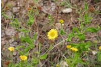 Pulicaria dysenterica