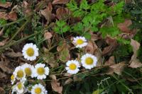 Tanacetum parthenium