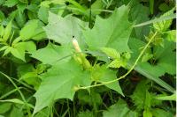 Datura stramonium