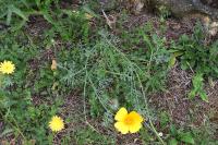 Eschscholzia californica