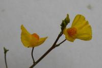 Utricularia neglecta