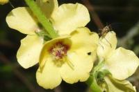 Verbascum virgatum