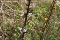 Verbascum blattaria