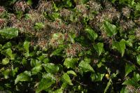 Clematis vitalba
