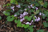 Cyclamen hederifolium