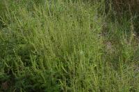Ambrosia artemisiifolia