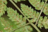 Dryopteris dilatata