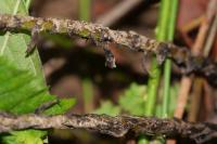 Dryopteris dilatata