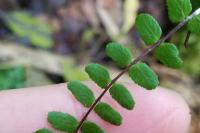 Asplenium trichomanes subsp. quadrivalens