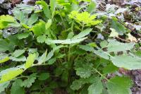 Chelidonium majus