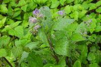 Borago officinalis