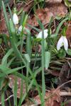 Galanthus nivalis