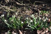 Galanthus nivalis