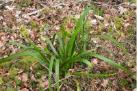 Iris foetidissima